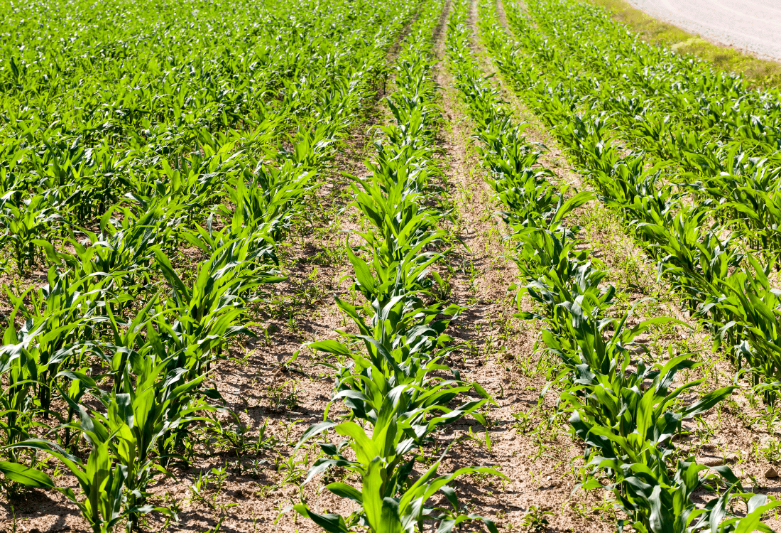 Corn sprouts in the spring season getting ready for conversion to become bioethanol. 